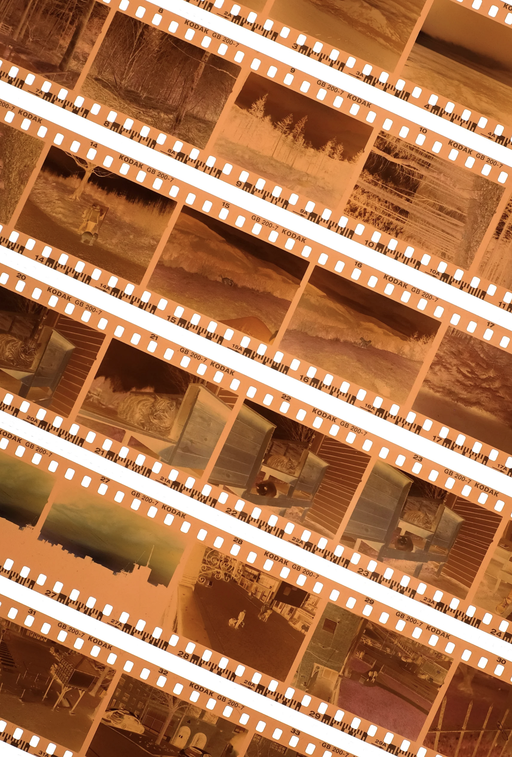 35MM: C-41 Color Processing Bodega Film Lab